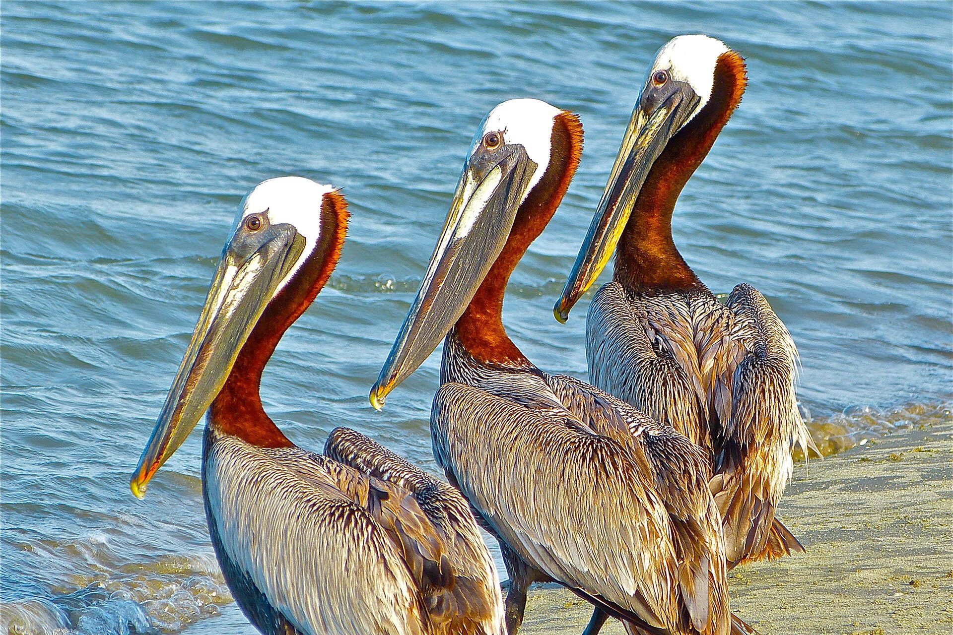 Pelicans sun bathing
